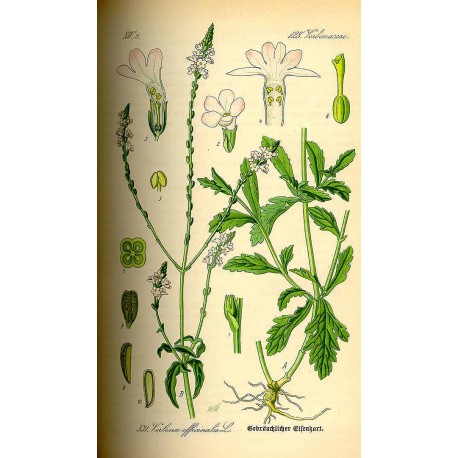 Verveine Citronnee séchée en vrac — Herboristerie Desjardins