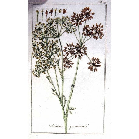 Aneth (en grain) (Anethum graveolens) en vrac