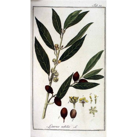 Laurier feuilles entières (Laurus nobilis) en vrac