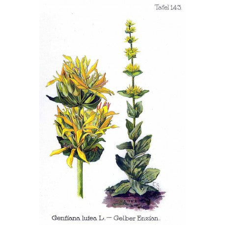 Gentiane (Gentiana lutea) séchée en vrac