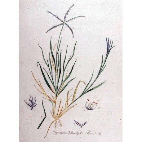 Chiendent (Agropyron repens) séchée en vrac