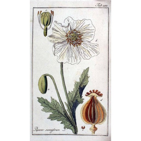 Pavot (graines) (Papaver somniferum) en vrac