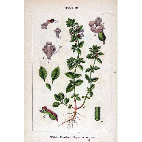 Sarriette (Satureja hortensis) en vrac