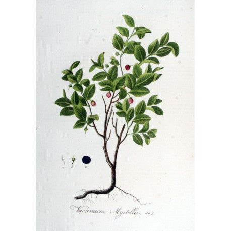 Bleuet Feuille (Vaccinium angustifolium) séchée en vrac