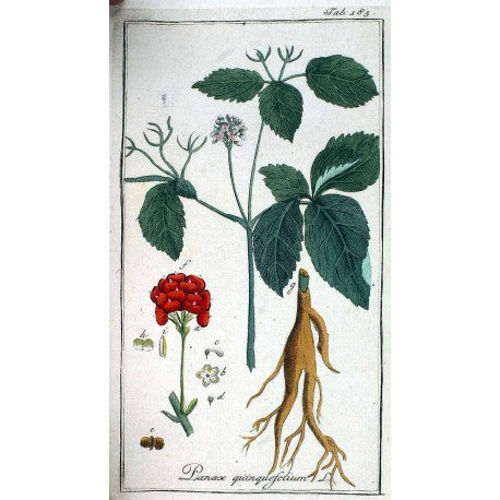 Ginseng sibérien (Eleutherococcus senticosus) séchée en vrac