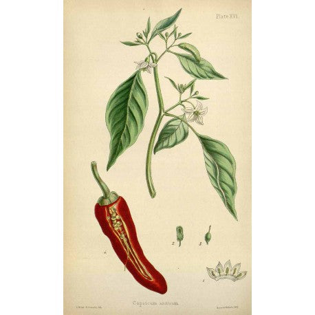 Paprika doux (Capsicum annuum) en vrac