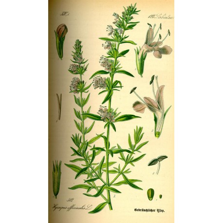 Hysope (Hyssopus officinalis) séchée en vrac