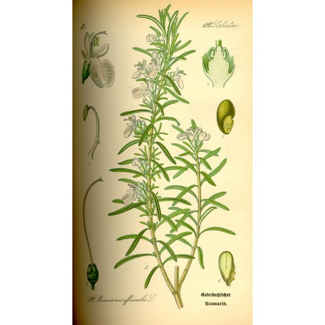 Romarin (Rosmarinus officinalis) en vrac