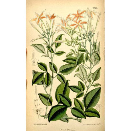 Jasmin Fleur (Jasminum fruticans) séchée en vrac