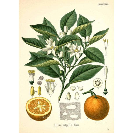 Orange amer (écorce) séchée en vrac — Herboristerie Desjardins