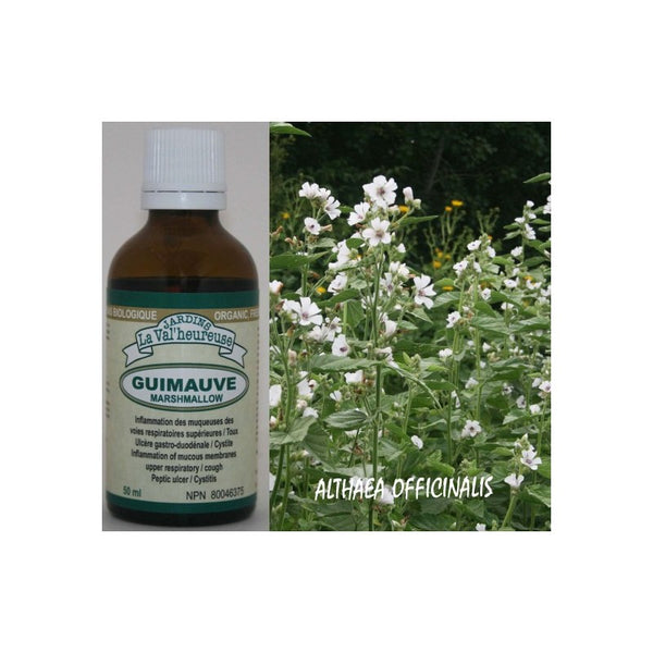 Guimauve — teinture mère 50 ml