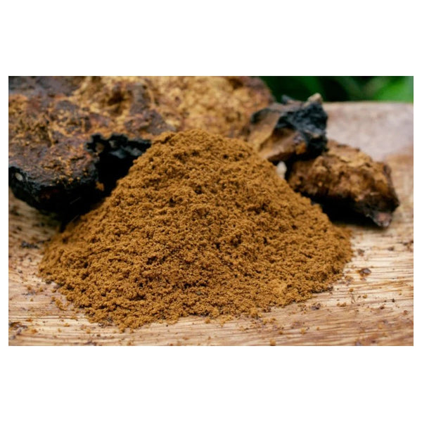 Chaga (poudre) - Inonotus obliquus