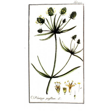 Psyllium Noir Entier (Plantago afra) séchée en vrac