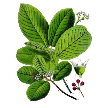 Cascara Sagrada (Frangula purshiana) séchée en vrac
