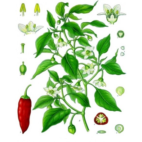 Cayenne moulu (Capsicum annuum) en vrac