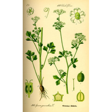 Céleri (Graine) (Apium graveolens) séchée en vrac