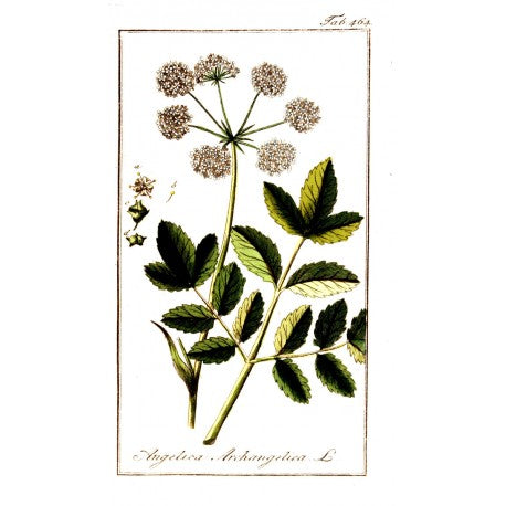 Angélique (Angelica Archangelica) séchée en vrac