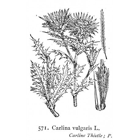 Carline Racine (Carlina vulgaris) séchée en vrac