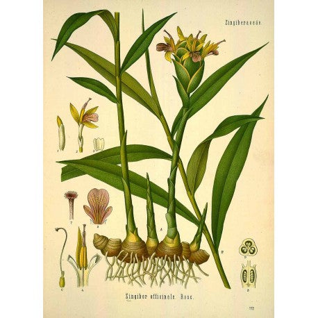 Gingembre Coupé (Zingiber officinalis) séchée en vrac