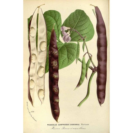 Haricot (Phaseolus vulgaris) séchée en vrac
