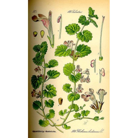 Lierre terrestre (Glechoma hederacea) séchée en vrac