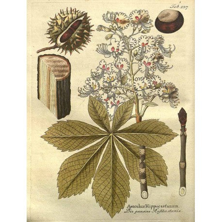 Marronnier Écorce (Aesculus hippocastanum) séchée en vrac