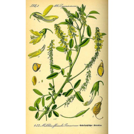Mélilot (Melilotus officinalis) séchée en vrac