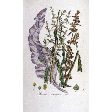 Patience (oseille crépue) (Rumex crispus) séchée en vrac