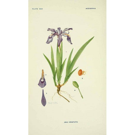 Iris Poudre séchée en vrac — Herboristerie Desjardins