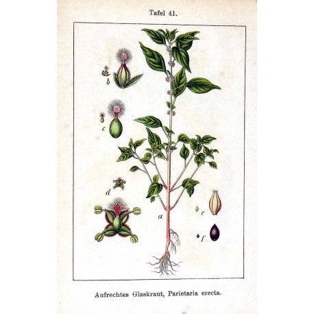 Parietaire (Parietaria officinalis) séchée en vrac