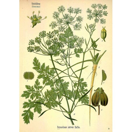 Persil (Petroselinum crispum) séchée en vrac