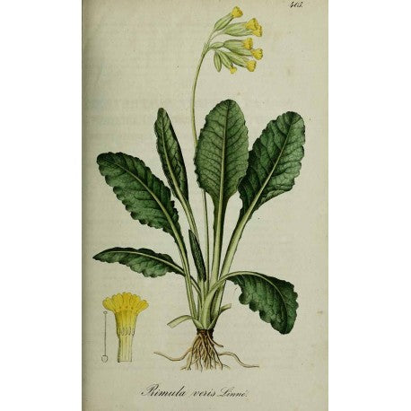 Primevère Racine (Primula veris) séchée en vrac