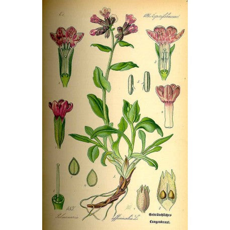 Pulmonaire (Pulmonaria officinalis) séchée en vrac
