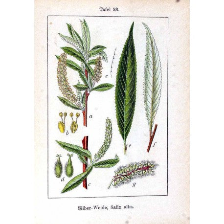 Saule Ecorce (Blanc) (Salix alba) séchée en vrac