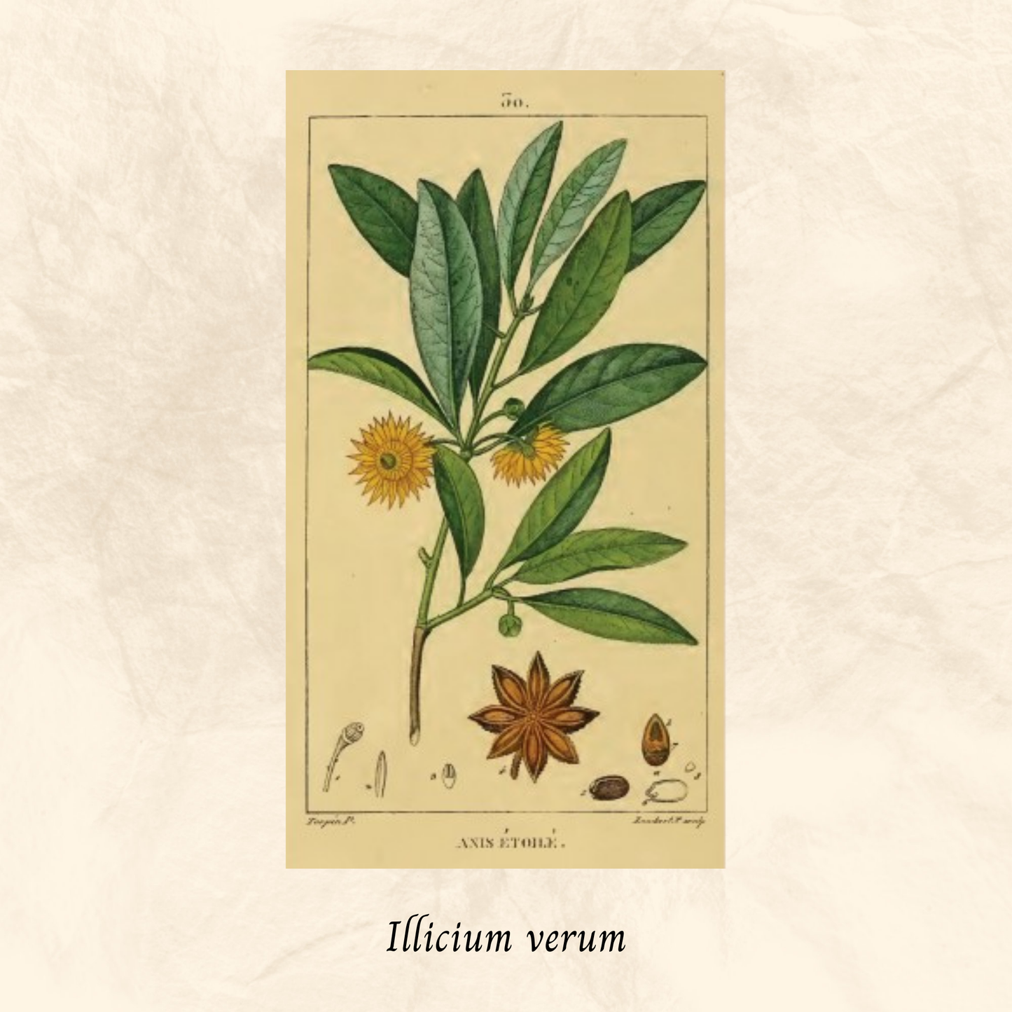 Mélange Maison Anis (Illicium verum)