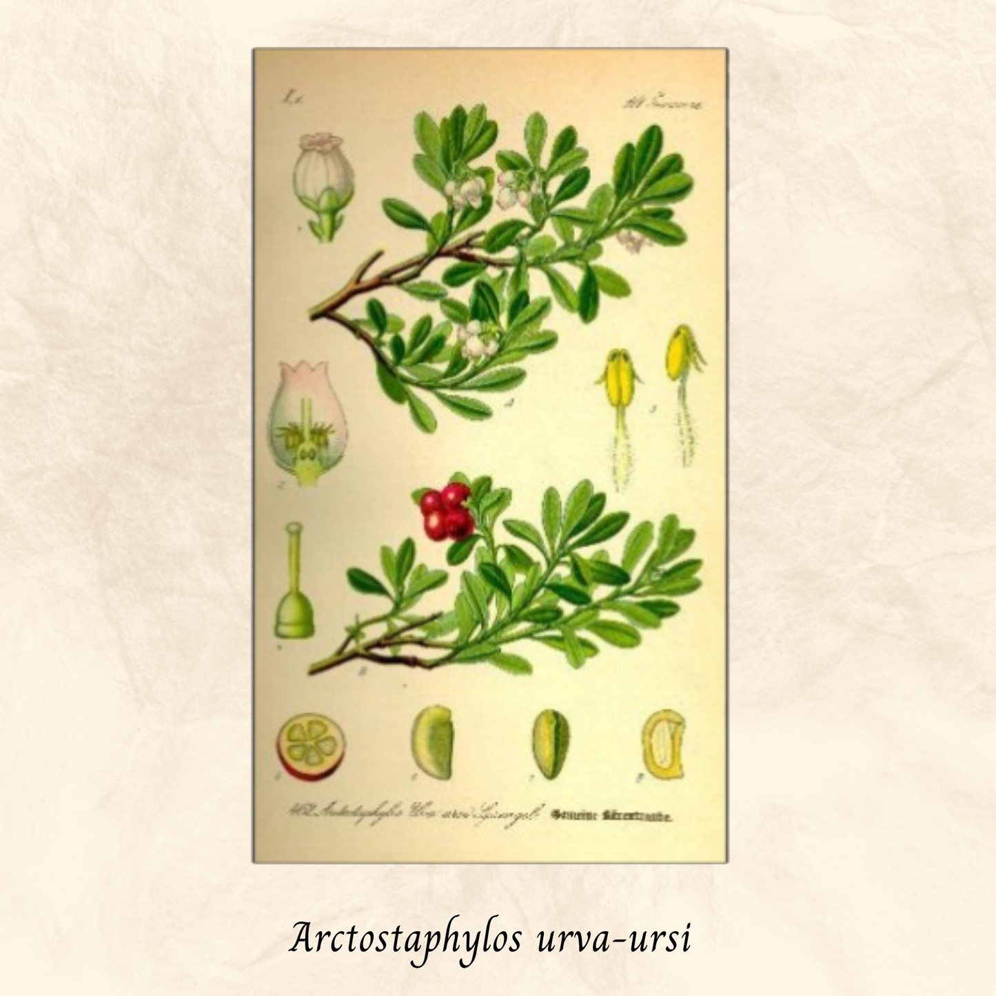 Mélange Maison Busserole (Arctostaphylos urva-ursi)