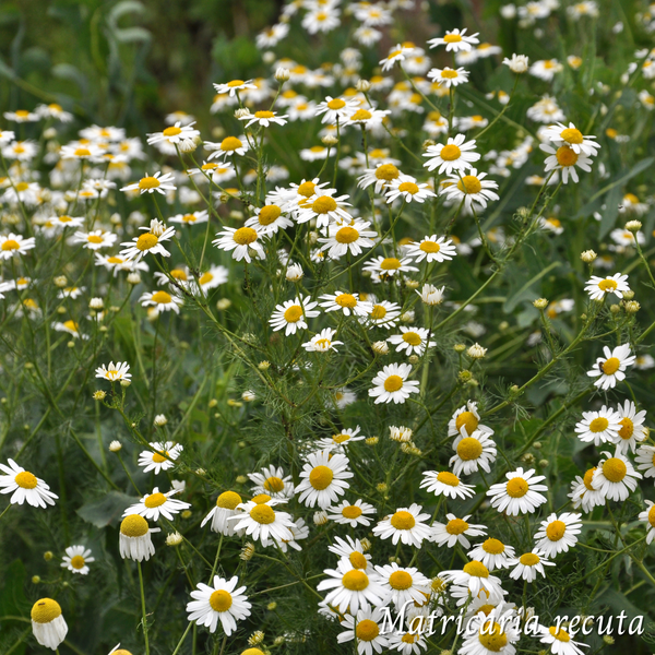 Mélange Maison Camomille (Matricaria recuta)