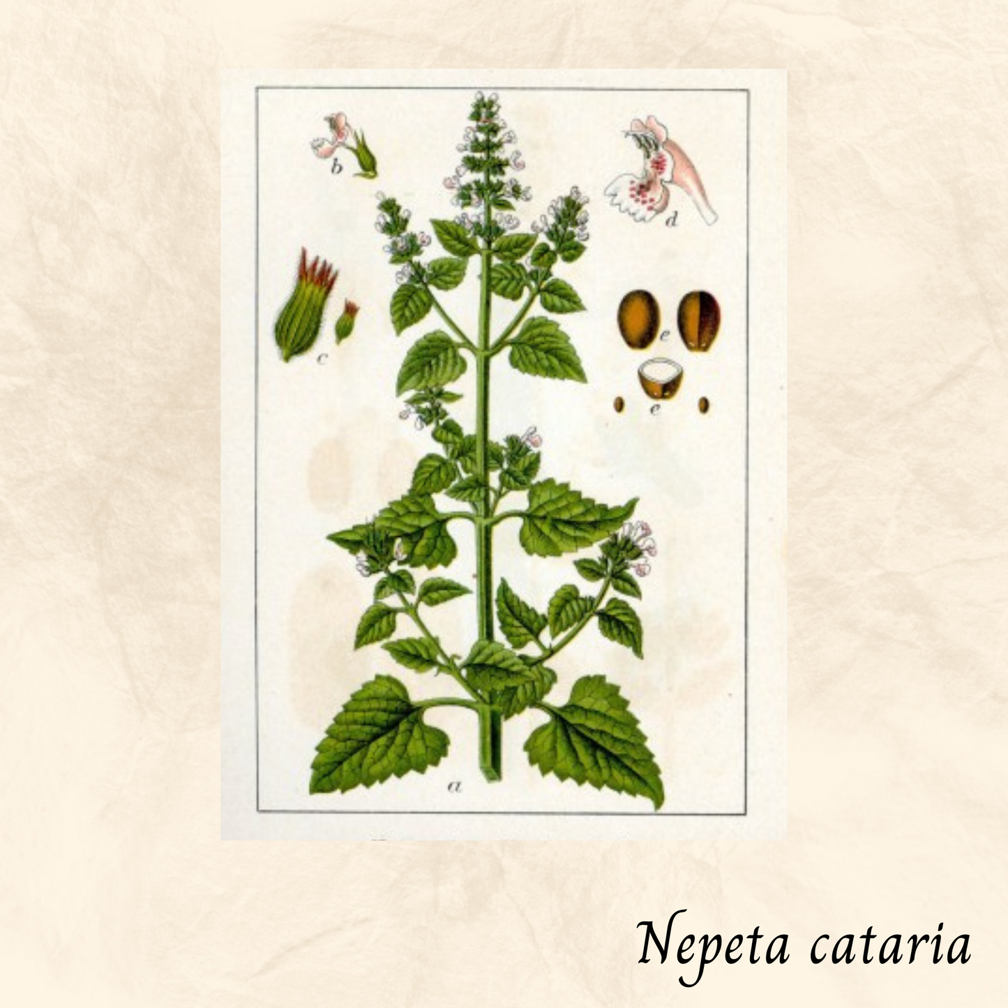 Mélange Maison Cataire (Nepeta cataria)