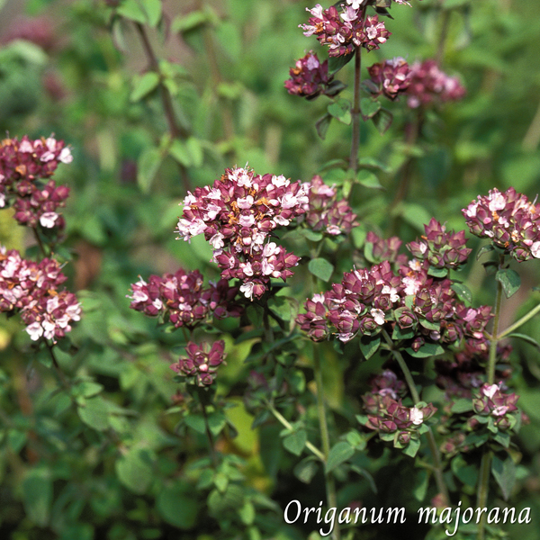 Mélange Maison Tisane Marjolaine (Origanum majorana)