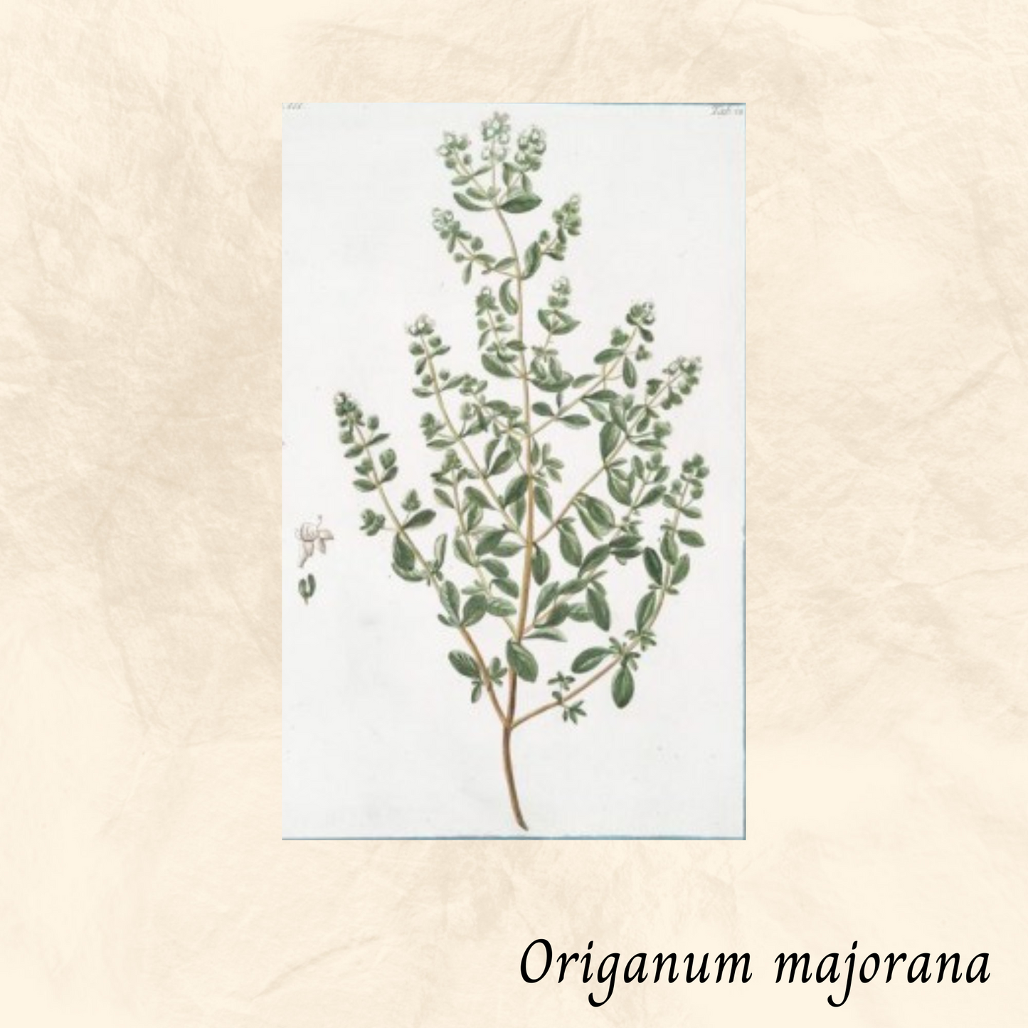 Mélange Maison Tisane Marjolaine (Origanum majorana)