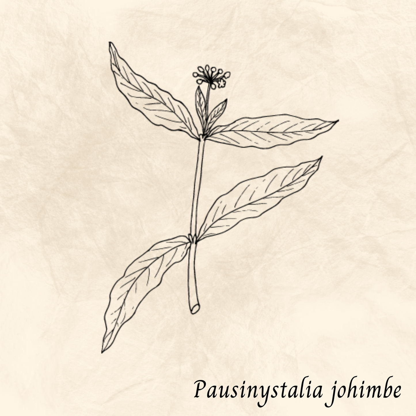Mélange Maison Yohimbe (Pausinystalia johimbe)