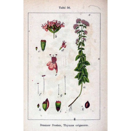 Origan Feuille (Origanum sativum) séchée en vrac