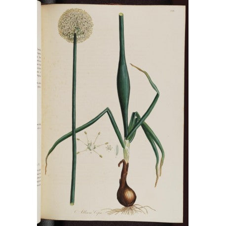 Échalottes séchées (Allium ascalonicum) en vrac