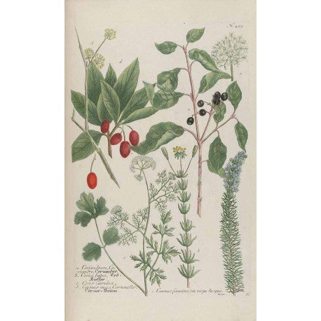 Coriandre en graines (Coriandrum sativum) en vrac