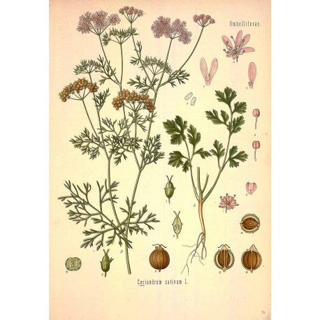 Coriandre poudre (Coriandrum sativum) en vrac