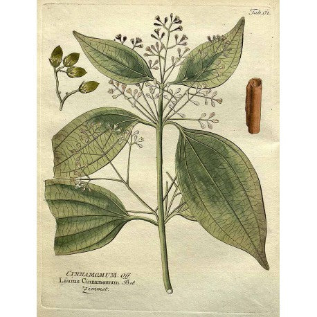 Cannelle moulue (Cinnamomum verum) en vrac