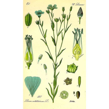 Graines de lin entières (Linum usitatissimum) en vrac