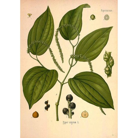Poivre noir moulu (Piper nigrum) en vrac