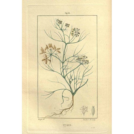 Cumin moulu (Cuminum cyminum) en vrac