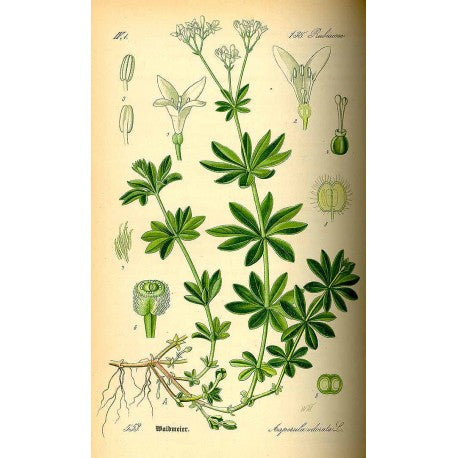 Aspérule odorante (Asperula odorata) séchée en vrac